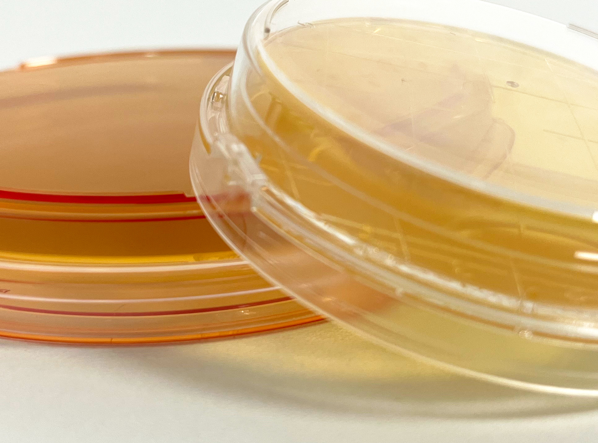 Agarplatten für Mikrobiologische Tests in der Pharmaindustrie